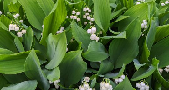 A photograph of white lilly of the valley flowers amidst fresh green leaves.