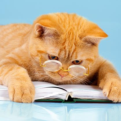 Cat studying.