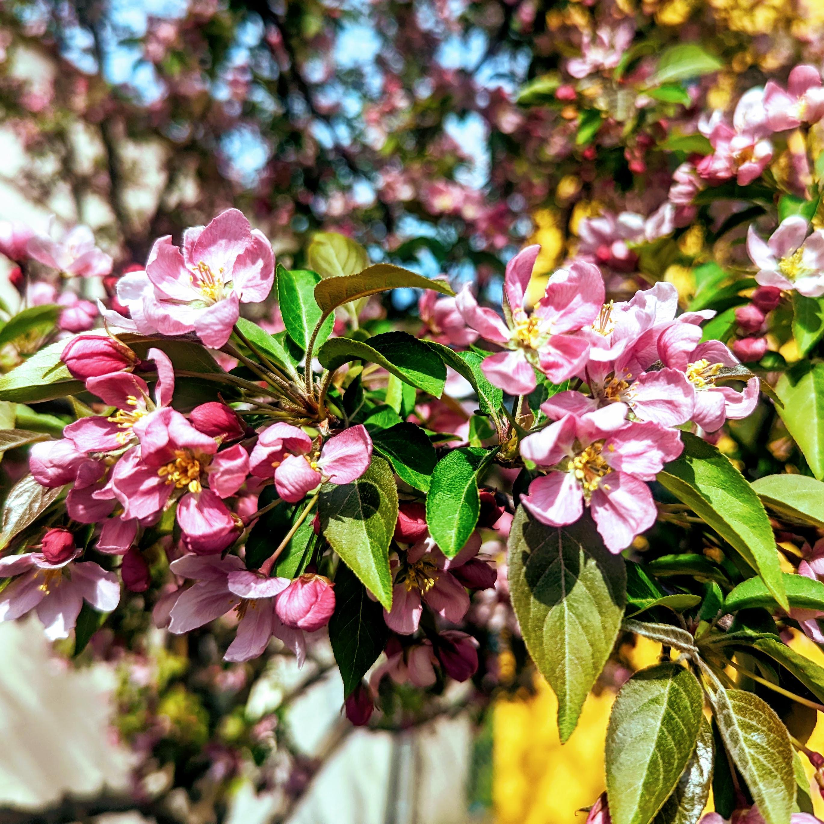 A photograph of pink blossoms on a tree.